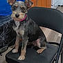 dog, pet, chair, indoor, kitchen, floor, fur, collar, black, brown, cute, animal, canine, furniture, wood, cabinet, tail, ears, sitting, looking
