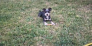 Millie is registered to the contest to win money with this photo: animal, backyard, building, canine, casual, companion, curious, daylight, dog, fence, grass, greenery, hose, lawn, nature, outdoor, pet, relaxing, small_dog, yard