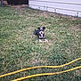 animal, backyard, building, canine, casual, companion, curious, daylight, dog, fence, grass, greenery, hose, lawn, nature, outdoor, pet, relaxing, small_dog, yard