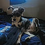 Millie joined the competition — help win amazing prizes! animal, bed, blanket, canine, cozy, curtain, cute, dog, ear, fur, indoor, light, paw, pet, relaxing, resting, scruffy, shadow, small_dog, window