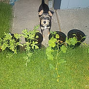 Millie joined the competition — help win amazing prizes! animal, building_wall, canine, concrete, curious, dog, evening, flash, garden, grass, greenery, leafy_plants, nature, outdoor, pet, plant_pots, potted_plants, sidewalk, small_dog, yard