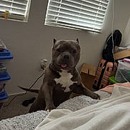 Cash is registered to the contest to win money with this photo: dog, pet, indoor, blanket, bed, window, blinds, furniture, carpet, box, luggage, wall, cord, plastic_container, floor, tongue_out, animal, cute, domestic_animal, playful