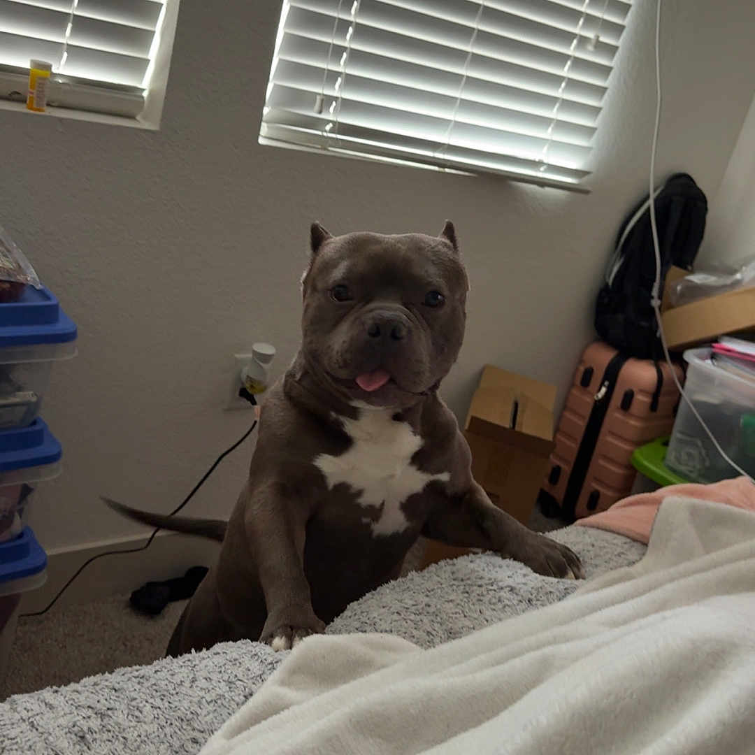 Cash is registered to the contest to win money with this photo: dog, pet, indoor, blanket, bed, window, blinds, furniture, carpet, box, luggage, wall, cord, plastic_container, floor, tongue_out, animal, cute, domestic_animal, playful