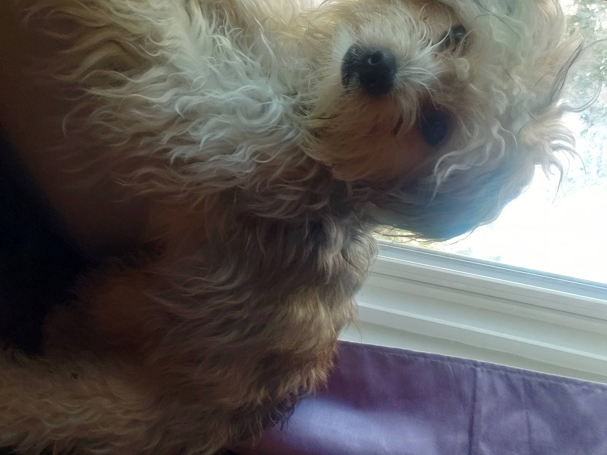 Woofie is registered to the contest to win money with this photo: canidae, carnivore, collar, companion_dog, dog, dog_breed, dog_collar, fur, labradoodle, liver, maltepoo, non_sporting_group, puppy_love, small_terrier, snout, sporting_group, terrier, toy_dog, working_animal, yorkipoo