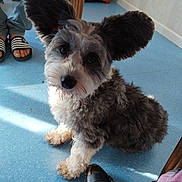 Voyou a rejoint le concours — aidez-le/la à gagner de superbes lots ! animal, blue_floor, cozy, curtains, cute, dog, domestic, ears, floor, fluffy, house, indoors, looking_up, paw, person, pet, sandals, socks, wallpaper, wooden_furniture