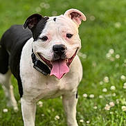 Bean joined the competition — help win amazing prizes! dog, black_and_white, tongue_out, grass, outdoor, pet, canine, happy, ears, collar, animal, mammal, playful, nature, summer, field, closeup, friendly, smiling, walking