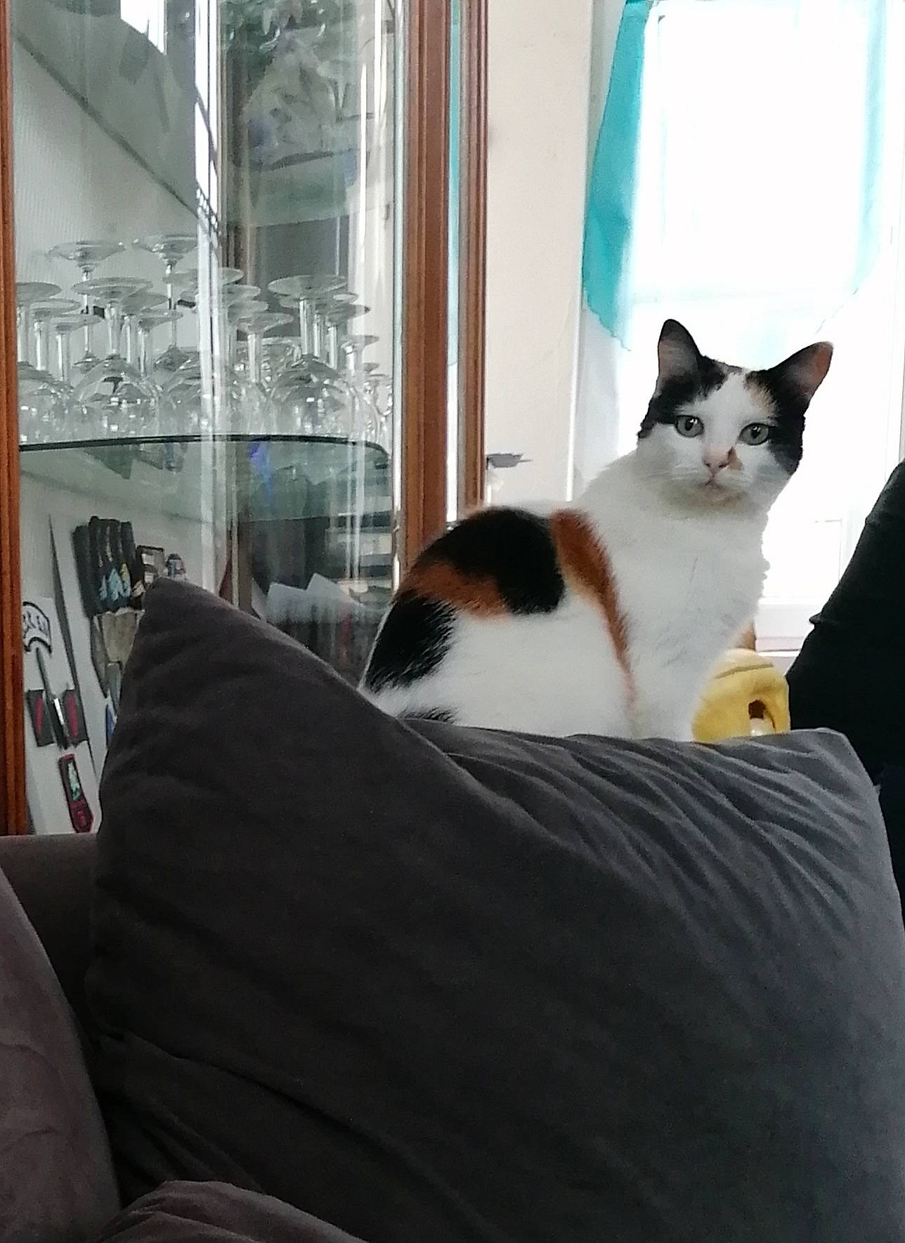 Cléo participe au concours pour gagner de l'argent avec cette photo : carnivore, cat, comfort, domestic_short_haired_cat, felidae, fur, grey, linens, room, sitting, small_to_medium_sized_cats, snout, tail, whiskers, window, wood