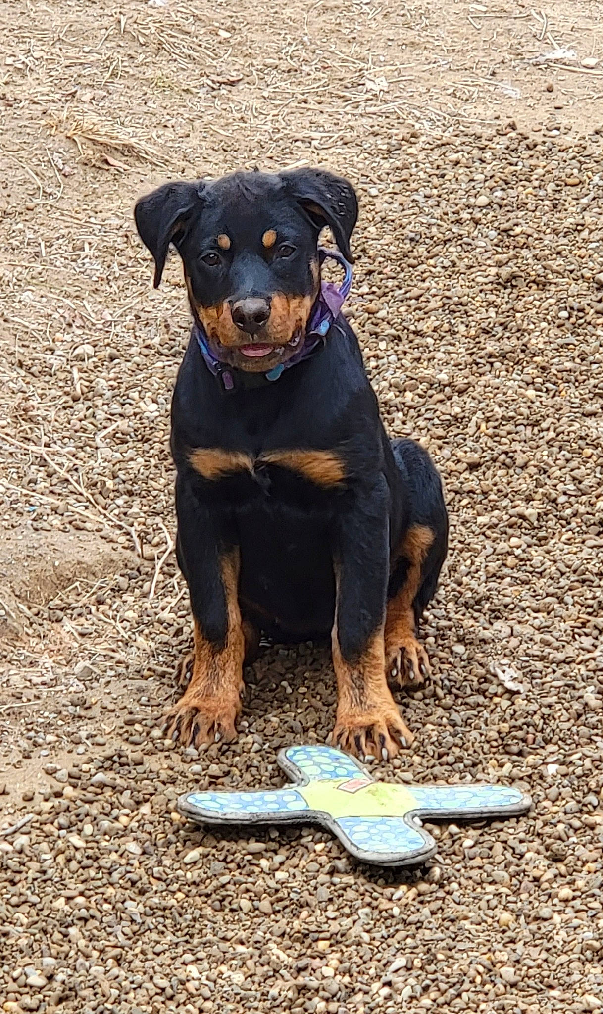 Shelby is registered to the contest to win money with this photo: canidae, carnivore, companion_dog, dog, dog_breed, fawn, guard_dog, hunting_dog, pinscher, puppy, shadow, snout, soil, sporting_group, terrestrial_animal, toy_dog, working_animal, working_dog