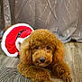 Scarlett is registered to the contest to win money with this photo: dog, brown_dog, poodle, pet, animal, floor, curtain, indoor, costume, red_clothing, white_trim, fur, cute, lying_down, looking_at_camera, holiday, festive, wood_floor, domestic_animal, fluffy