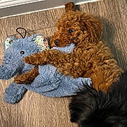 Scarlett is registered to the contest to win money with this photo: puppy, dog, toy, plush, elephant, brown, curly_fur, floor, wooden_floor, pet, animal, cute, playful, indoor, furry, snuggle, black_fur, closeup, small_dog, adorable