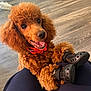 Scarlett is registered to the contest to win money with this photo: dog, poodle, red_brown_fur, curly_fur, black_dog_boots, red_collar, flower_charm, pet, animal, happy, smiling, indoor, wooden_floor, close_up, front_paws, lap, domestic_animal, cute, playful, companion