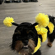 Frankie joined the competition — help win amazing prizes! dog, costume, bee_costume, pet, small_dog, floor, wooden_floor, indoors, animal, fur, black_fur, brown_fur, pet_bowls, antenna, pom_pom, cute, teeth, face, standing, expression