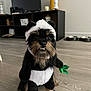 Frankie is registered to the contest to win money with this photo: dog, panda_costume, pet, indoor, floor, living_room, television, furniture, wooden_floor, costume, cute, animal, bamboo_leaf, black_and_white, small_dog, fur, ears, eyes, nose, home