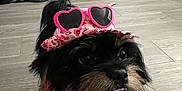 Frankie is registered to the contest to win money with this photo: dog, pet, small_dog, sunglasses, pink, sweater, floor, indoor, fur, animal, cute, standing, accessory, heart_shaped, glasses, black_and_brown, decor, bowl, portrait, whiskers
