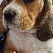 Kali a rejoint le concours — aidez-le/la à gagner de superbes lots ! animal, beagle, close_up, cute, dog, domestic_animal, ears, fur, green_background, hand, holding, mammal, nose, outdoor, pet, portrait, puppy, soft_light, whiskers, young