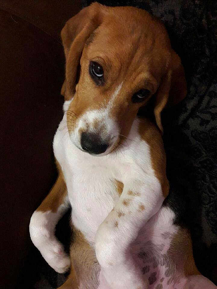 Kali participe au concours pour gagner de l'argent avec cette photo : beagle, puppy, dog, pet, lying_down, white_spots, brown_spots, cute, indoor, close_up, animal, mammal, fur, ears, snout, black_nose, eyes, relaxed, young, companion
