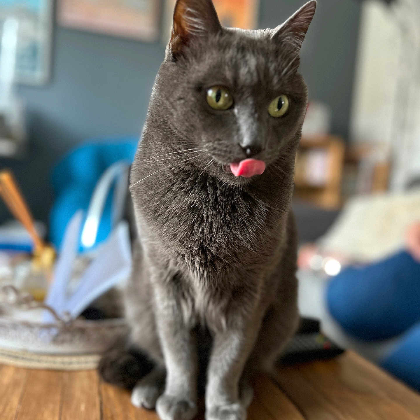 Cookie participe au concours pour gagner de l'argent avec cette photo : animal, blurred_background, cat, closeup, cozy, curious, cute, domestic_animal, ears, feline, fur, gray_cat, green_eyes, household, indoor, pet, sitting, tongue_out, whiskers, wooden_table