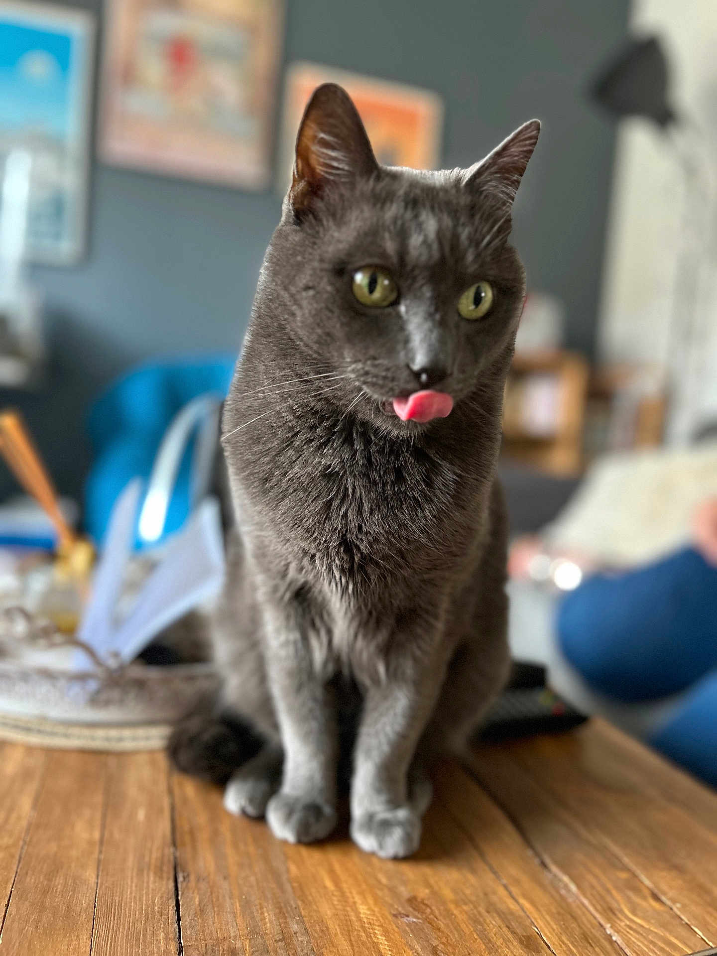 Cookie participe au concours pour gagner de l'argent avec cette photo : cat, gray_cat, indoor, wooden_table, tongue_out, pet, feline, blurred_background, green_eyes, fur, sitting, curious, closeup, domestic_animal, animal, cute, whiskers, ears, household, cozy
