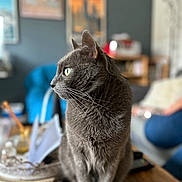Cookie a rejoint le concours — aidez-le/la à gagner de superbes lots ! cat, gray_cat, indoor, wooden_table, green_eyes, sitting, feline, pet, cozy, blurred_background, home, portrait, whiskers, focused, domestic_animal, furniture, relaxed, cute, animal, companion