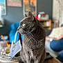 cat, gray_cat, indoor, wooden_table, green_eyes, sitting, feline, pet, cozy, blurred_background, home, portrait, whiskers, focused, domestic_animal, furniture, relaxed, cute, animal, companion
