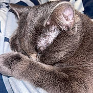 Athena a rejoint le concours — aidez-le/la à gagner de superbes lots ! cat, gray_cat, sleeping, paw, fur, close_up, cozy, blanket, resting, cute, pet, animal, indoor, soft, whiskers, ear, feline, domestic_cat, peaceful, relaxed