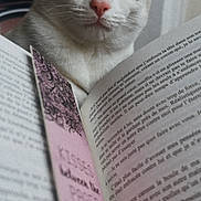 Freya participe au concours pour gagner de l'argent avec cette photo : cat, animal, pet, close_up, indoor, reading, book, bookmark, curious, face, fur, whiskers, ears, nose, light, shadow, blurred_background, soft_focus, cozy, domestic