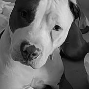 Scarlett joined the competition — help win amazing prizes! dog, pet, close_up, black_and_white, fur, animal, indoor, bed, blanket, canine, portrait, cute, curious, lying_down, ears, nose, eyes, domestic_animal, relaxed, companion