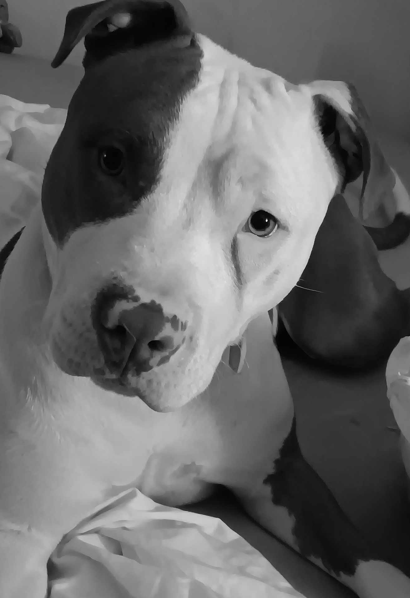 Scarlett