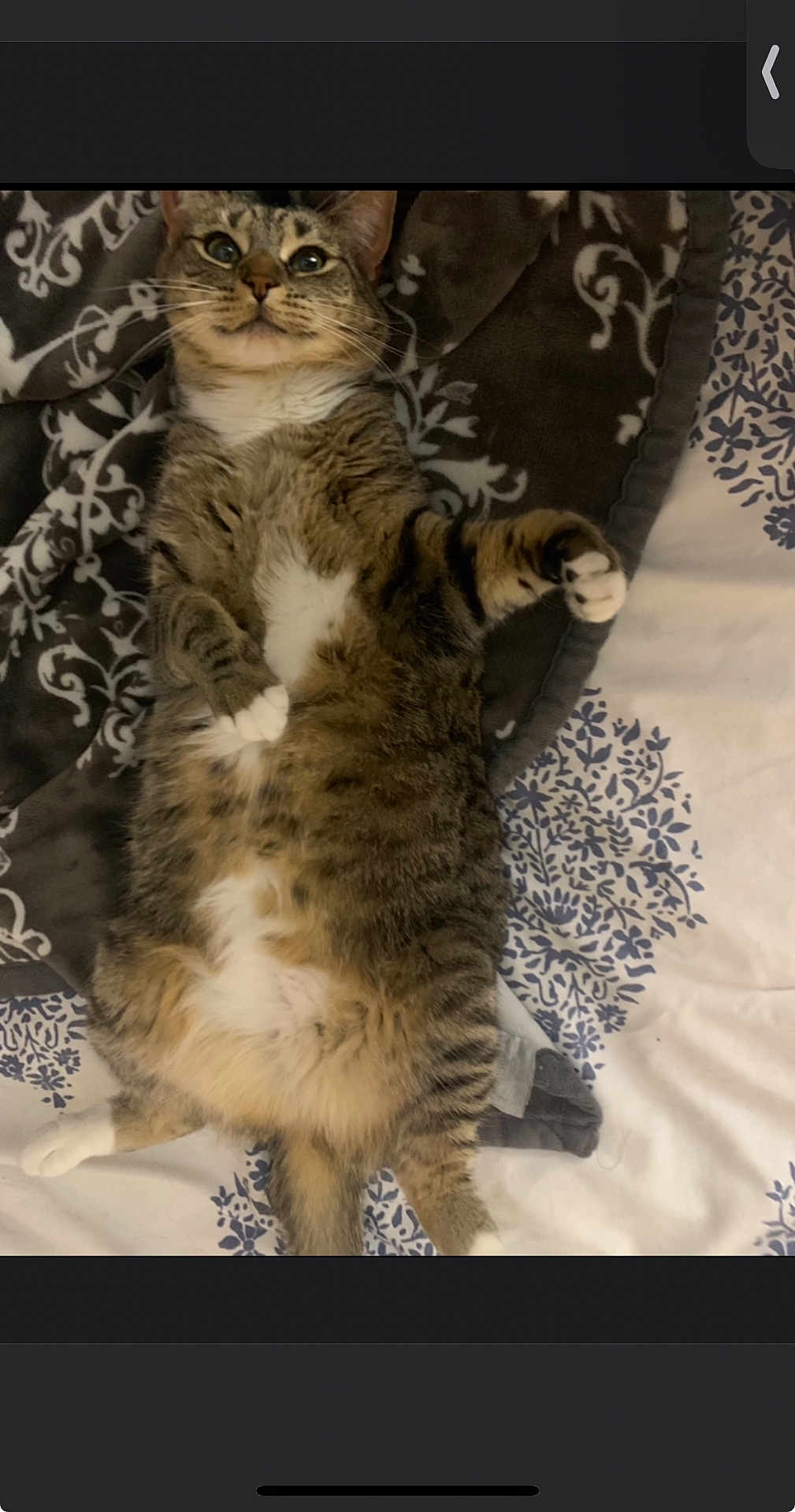 Mochi
