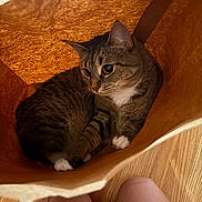 Mochi joined the competition — help win amazing prizes! animal, brown, cat, closeup, cozy, curious, domestic_animal, feline, fur, indoor, knees, looking, paper_bag, pet, shadow, sitting, tabby_cat, whiskers, white_paws, wooden_floor