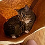 animal, brown, cat, closeup, cozy, curious, domestic_animal, feline, fur, indoor, knees, looking, paper_bag, pet, shadow, sitting, tabby_cat, whiskers, white_paws, wooden_floor