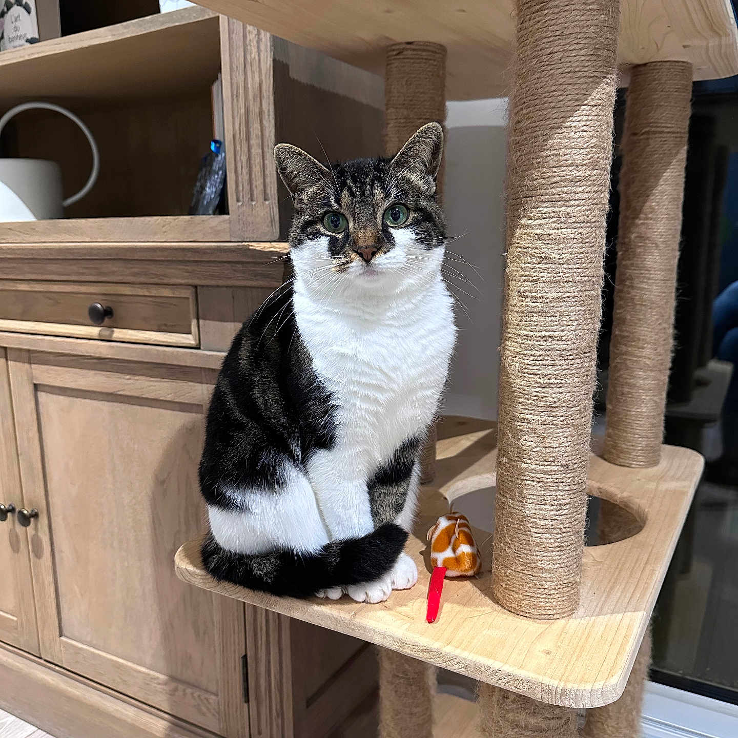 Fouly a rejoint le concours — aidez-le/la à gagner de superbes lots ! animal, cabinet, cat, cat_tree, cozy, curious, domestic_animal, feline, floor, household, indoor, looking_at_camera, pet, pet_toy, plush_mouse, sitting, tabby_cat, white_cat, wood_floor, wooden_furniture