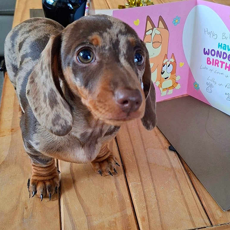 Puppy joined the competition — help win amazing prizes! dachshund, puppy, dog, close_up, wooden_table, birthday_card, cartoon, indoor, pet, animal, cute, brown, black, small_dog, expressive_eyes, celebration, greeting_card, background, floor, looking_up