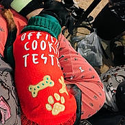 Baby joined the competition — help win amazing prizes! dog, black_dog, sweater, red_sweater, bone_pattern, paw_print, pajama_pants, pink_pajamas, indoor, carpet, shoe, trash_can, person, lap, resting, cozy, pet, clothing, knitwear, casual