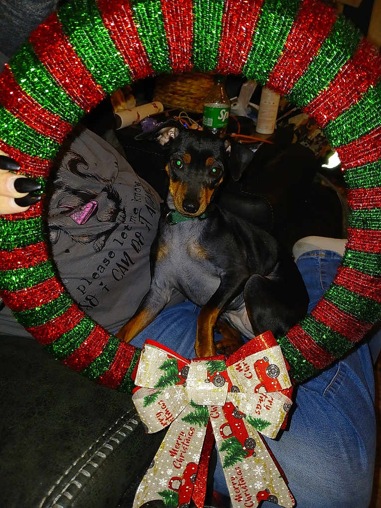 Baby joined the competition — help win amazing prizes! dog, small_dog, lap, christmas_wreath, holiday_bow, indoor, couch, pillow, text_on_pillow, black_dog, tan_markings, person, jeans, green_collar, festive, glitter, decorations, bottle, basket, cozy