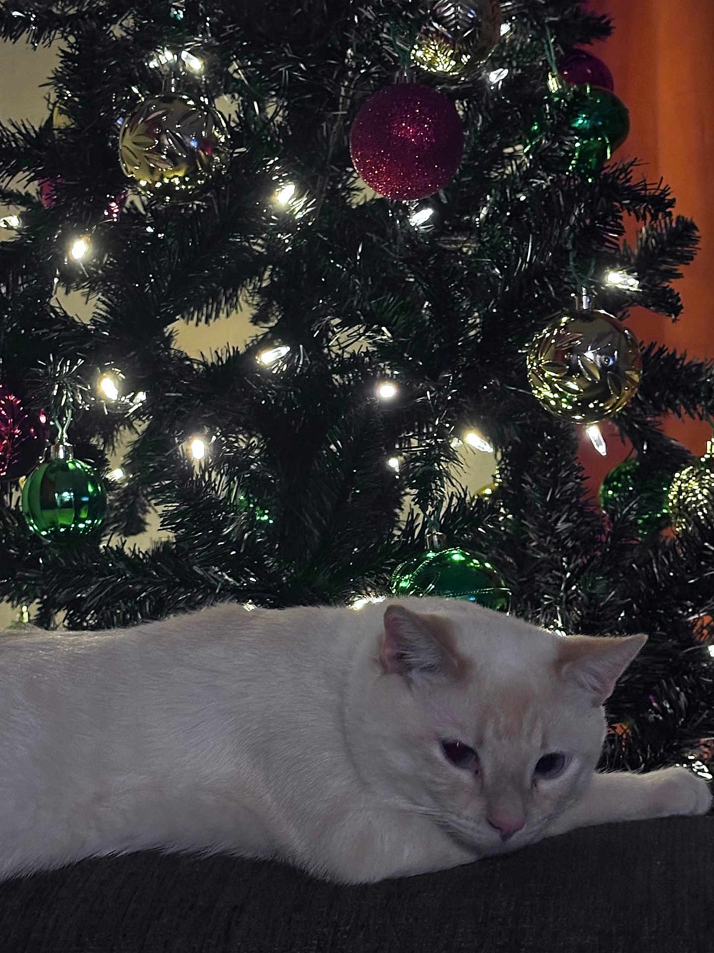 Hades is registered to the contest to win money with this photo: cat, white_cat, christmas_tree, ornaments, christmas_lights, holiday_decor, indoor, relaxing, feline, festive, decorations, green_tree, sparkle, twinkle, cozy, resting, animal, cute, soft_fur, celebration
