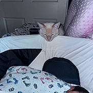 Hades joined the competition — help win amazing prizes! baby, blanket, bassinet, cat, sleeping, indoors, resting, furniture, door, head, face, animal, pet, cute, child, infant, soft, cozy, pink, white