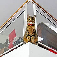 Harley a rejoint le concours — aidez-le/la à gagner de superbes lots ! cat, tabby, pet, indoor, feline, collar, curious, sitting, glass, railing, modern, interior, wood, corner, furniture, animal, house, looking, alert, domestic