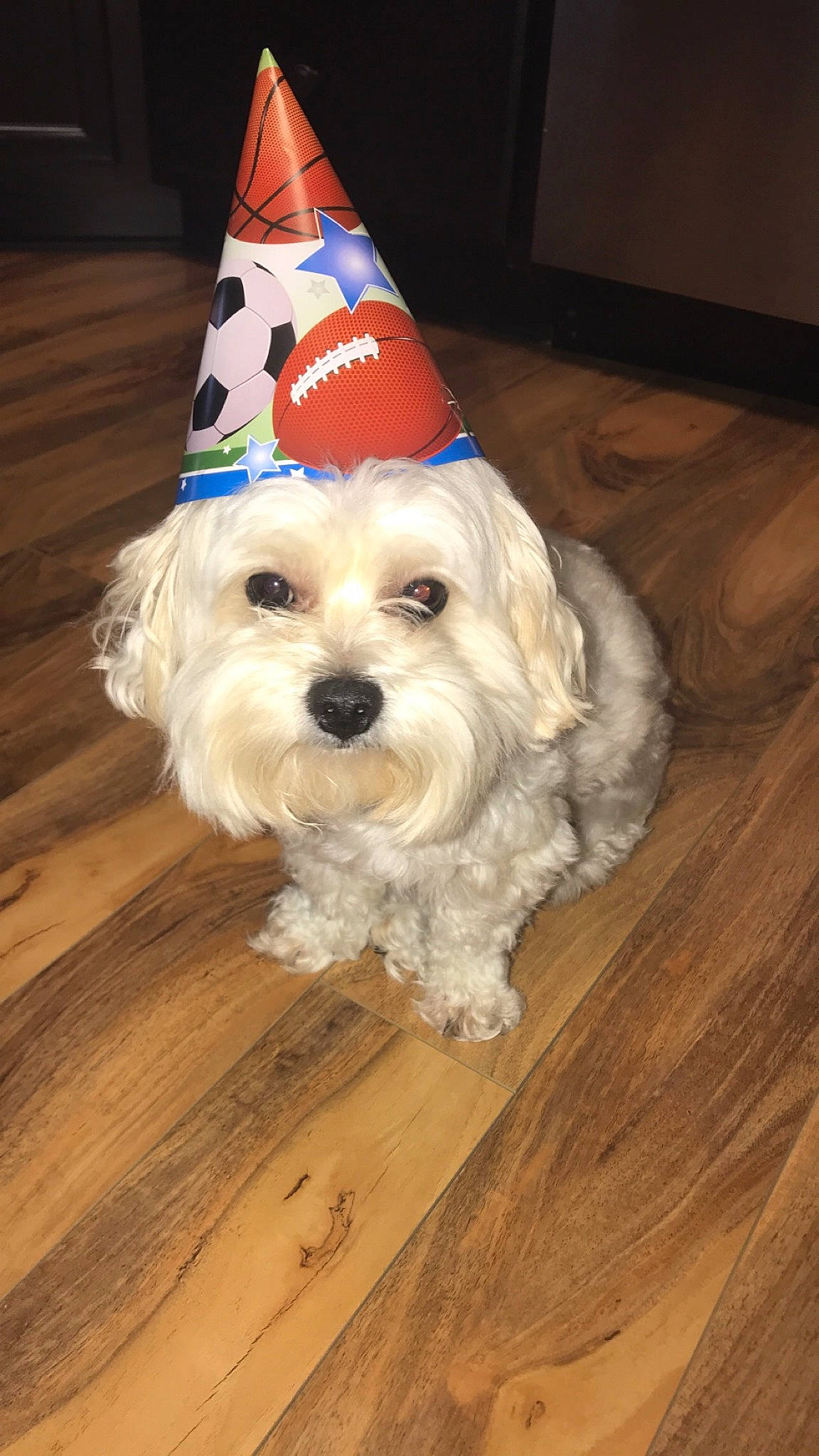 Loki is registered to the contest to win money with this photo: bolonka, canidae, carnivore, cavachon, cockapoo, companion_dog, dog, dog_breed, havanese, lhasa_apso, maltepoo, maltese, mammal, morkie, puppy, schnoodle, shih_tzu, snout, sporting_group, vertebrate