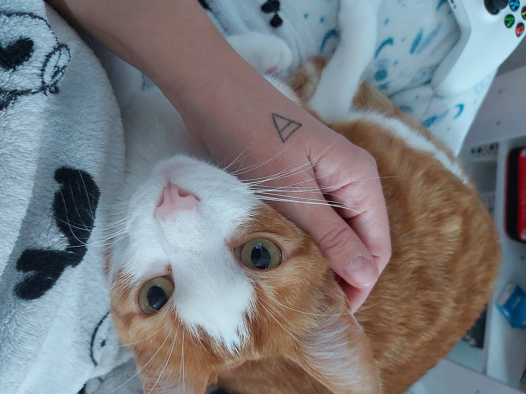 Darwin participe au concours pour gagner de l'argent avec cette photo : carnivore, cat, claw, domestic_short_haired_cat, fawn, felidae, fur, nail, paw, small_to_medium_sized_cats, snout, whiskers