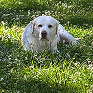 Lucy is registered to the contest to win money with this photo: dog, labrador, retriever, white_dog, lying_down, meadow, grass, clover, flowers, outdoors, nature, sunlight, sun_dappled, portrait, pet, canine, floppy_ears, front_view, greenery, animal