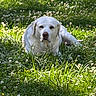dog, labrador, retriever, white_dog, lying_down, meadow, grass, clover, flowers, outdoors, nature, sunlight, sun_dappled, portrait, pet, canine, floppy_ears, front_view, greenery, animal