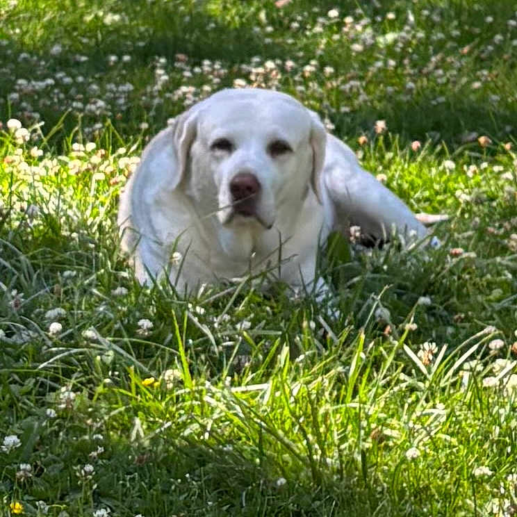 Lucy is registered to the contest to win money with this photo: dog, labrador, retriever, white_dog, lying_down, meadow, grass, clover, flowers, outdoors, nature, sunlight, sun_dappled, portrait, pet, canine, floppy_ears, front_view, greenery, animal