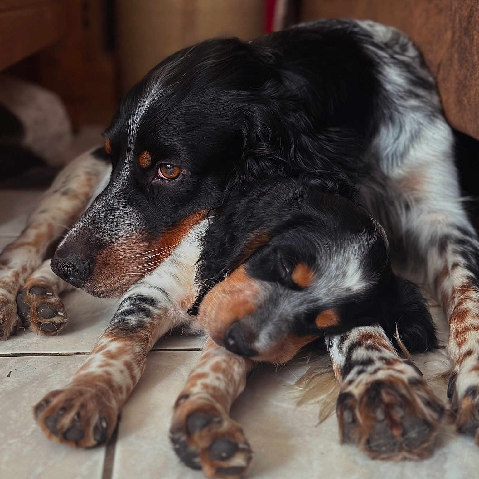 Titan participe au concours pour gagner de l'argent avec cette photo : black_and_white_fur, brown_eyes, close_up, companion, cozy, cuddling, dog, dogs, fur_texture, indoor, napping, paws, pet, portrait, puppy, resting, sleeping, snout, speckled_fur, tiled_floor