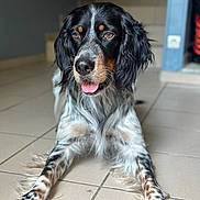 Titan a rejoint le concours — aidez-le/la à gagner de superbes lots ! dog, pet, indoor, tiled_floor, paws, tongue, brown_eyes, long_ears, tricolor, closeup, portrait, domestic_animal, fur, whiskers, nose, laying_down, staircase, doorway, attentive, friendly