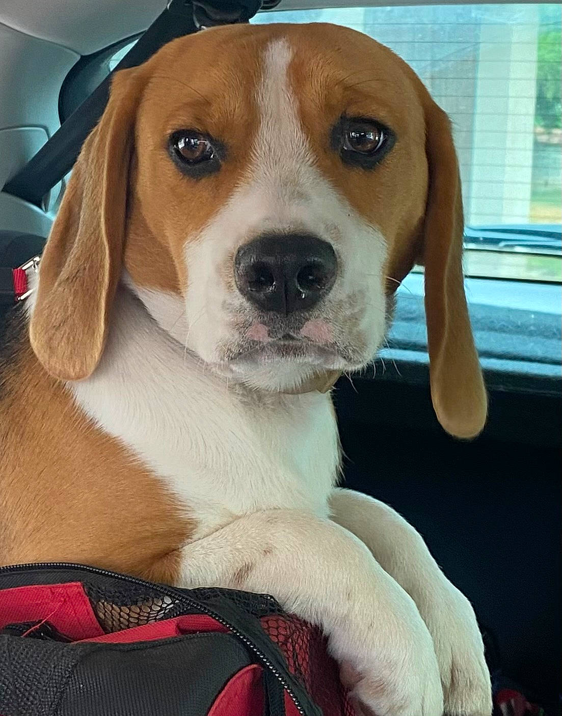 Twyx a rejoint le concours — aidez-le/la à gagner de superbes lots ! beagle, beaglier, canidae, carnivore, collar, companion_dog, dog, dog_breed, dog_collar, fawn, hound, hunting_dog, scent_hound, sporting_group, whiskers, working_animal