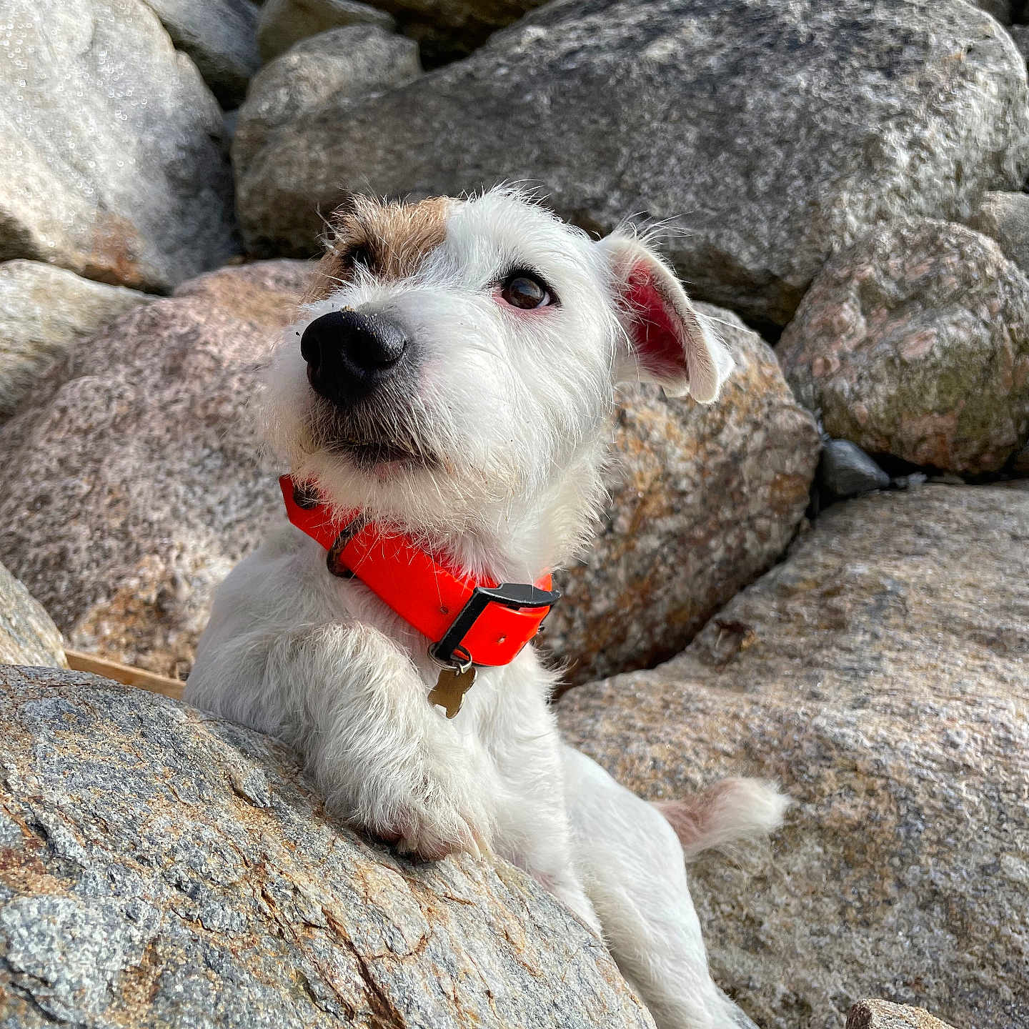 Onyx a rejoint le concours — aidez-le/la à gagner de superbes lots ! accessories, animal, ball, canine, dog, football, nature, outdoors, person, pet, poodle, puppy, rock, slate, soccer, soccerball, sport, strap, terrier, whitedog