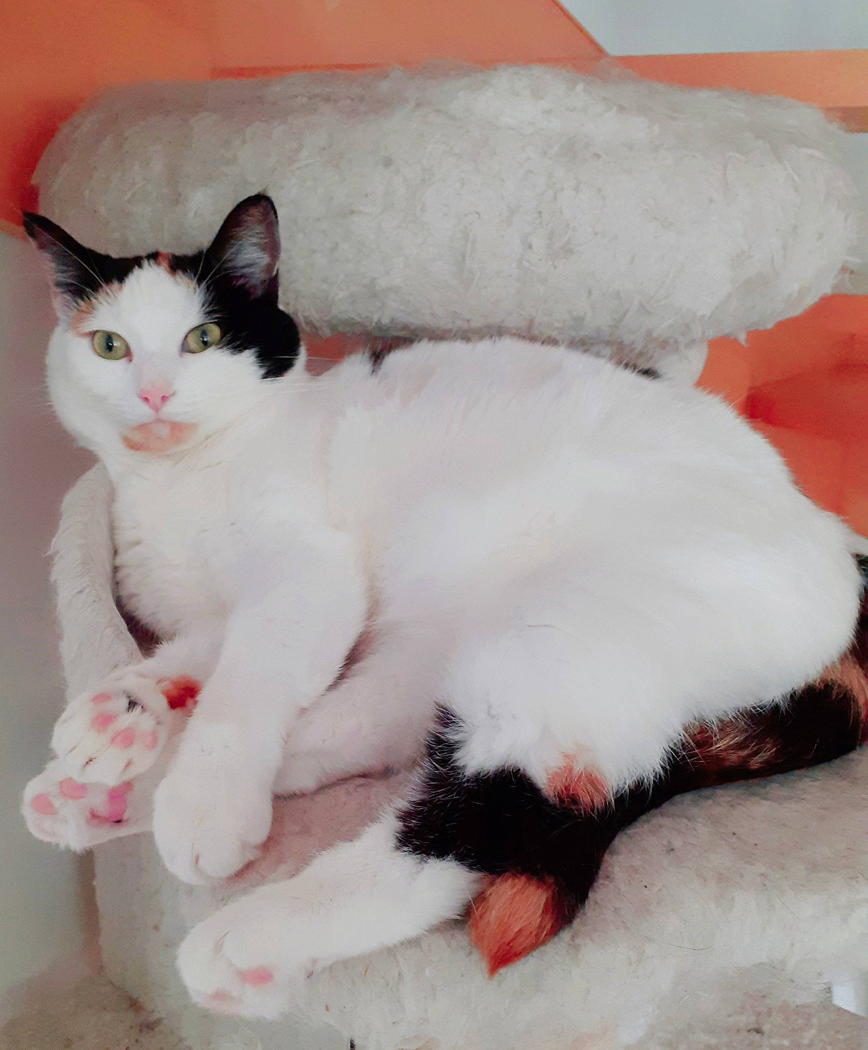 Ava participe au concours pour gagner de l'argent avec cette photo : aegean_cat, american_wirehair, carnivore, cat, domestic_short_haired_cat, felidae, japanese_bobtail, mammal, paw, polydactyl_cat, small_to_medium_sized_cats, tail, turkish_angora, turkish_van, whiskers