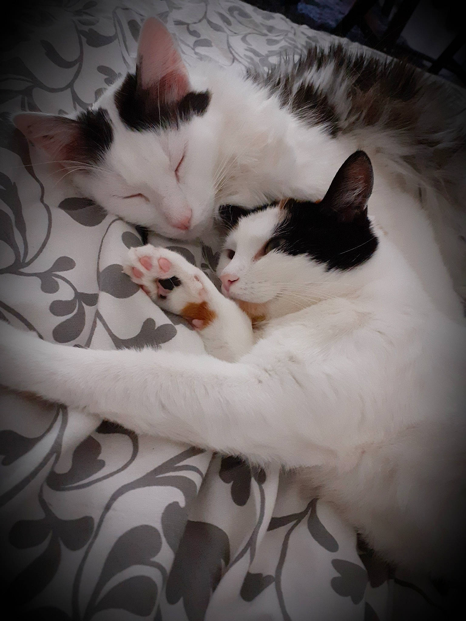 Ava a rejoint le concours — aidez-le/la à gagner de superbes lots ! aegean_cat, black_and_white, carnivore, cat, domestic_short_haired_cat, ear, eye, felidae, fur, kitten, nose, paw, sky, small_to_medium_sized_cats, snout, tail, turkish_van, whiskers, white