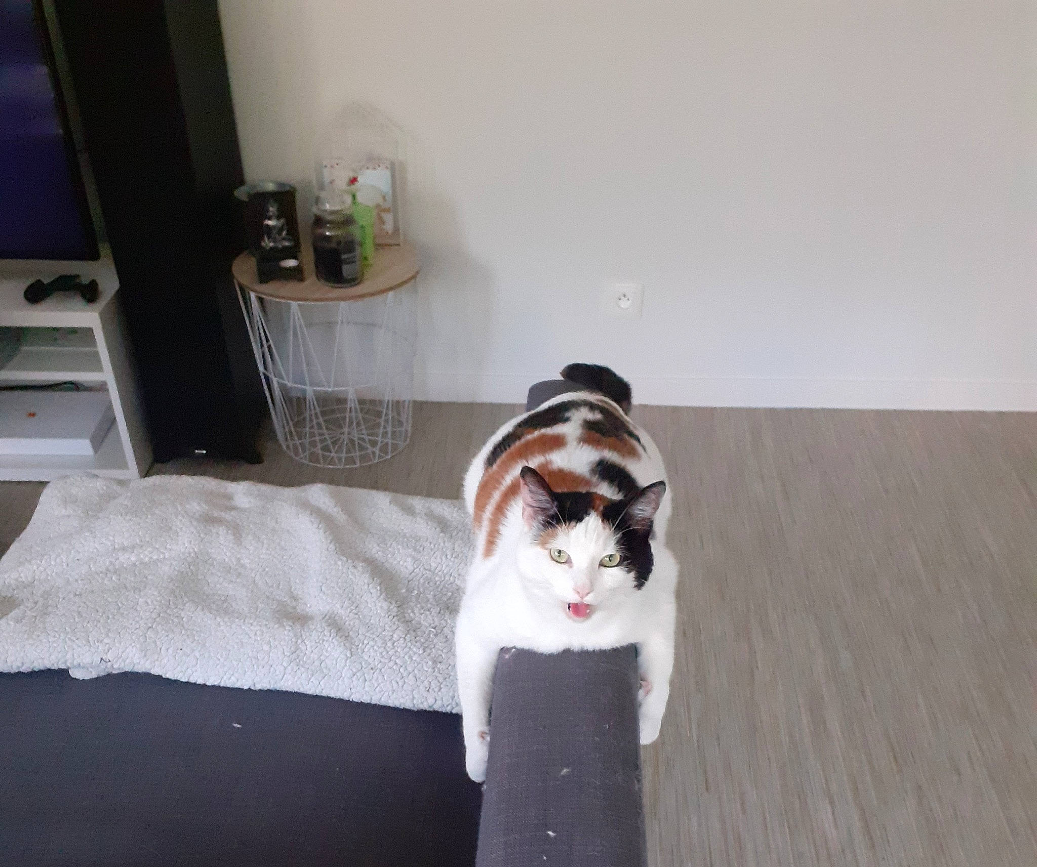 Ava a rejoint le concours — aidez-le/la à gagner de superbes lots ! canidae, carnivore, cat, felidae, fur, small_to_medium_sized_cats, tail, whiskers